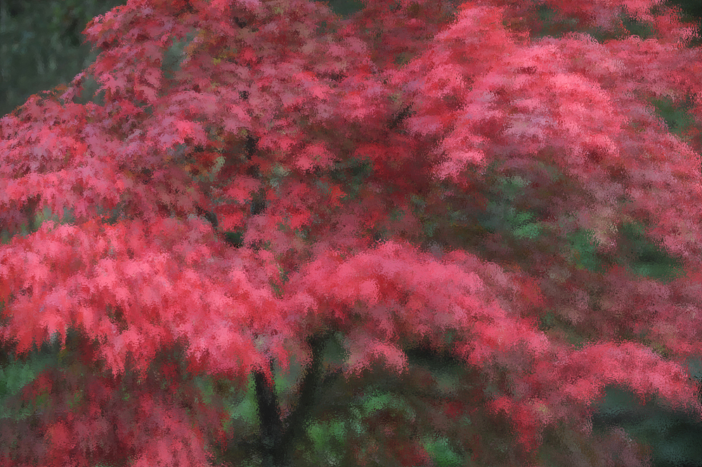 New Forest Acer Colour 1